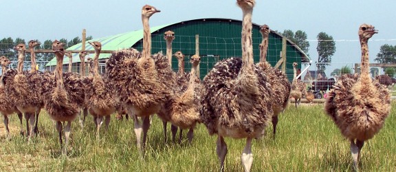 Struisvogelboerderij Monikenwerve 1
